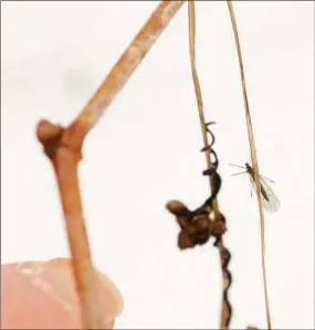  ?? Hearst Connecticu­t Media file photo ?? Ted Gilman, education specialist and naturalist, points out a crane fly, right, during the Insects in Winter Walk at the Audubon Center in Greenwich on Feb. 2, 2014.