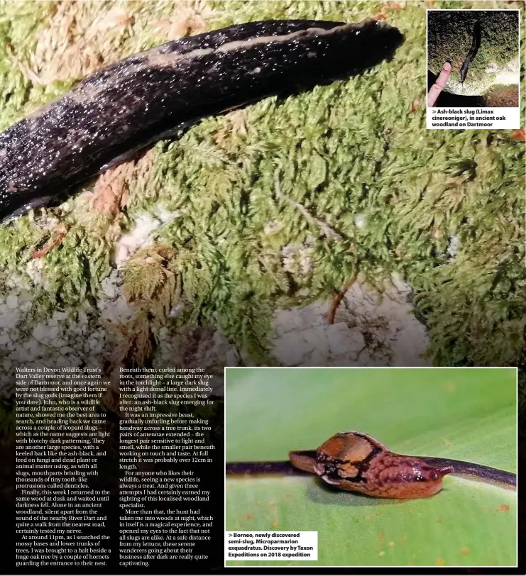  ??  ?? > Ash-black slug (Limax cinereonig­er), in ancient oak woodland on Dartmoor