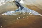  ?? Gabrielle Lurie / The Chronicle 2019 ?? Above: A whale carcass was found on Ocean Beach in San Francisco in 2019. Top: Visitors to Lands End in San Francisco can see gray whales as they migrate between the Arctic and Mexico.