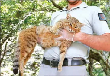  ?? AFP ?? An employee of the French National Hunting and Wildlife Office (Office Nationale des Forets et de la Chasse) Charles-Antoine Cecchini holds a “ghjattu-volpe” (cat-fox) Felis silvestris on June 12 in Asco on the French Mediterran­ean island of Corsica.