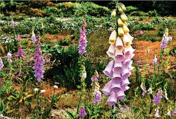  ?? DEAN FOSDICK/AP PHOTOS ?? Foxglove, or digitalis, grows near Langley, Wash. The colorful blooms can be harmful to animals if eaten in quantity.