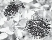  ?? DREAMSTIME ?? Research has found that elderberry may help reduce inflammati­on.