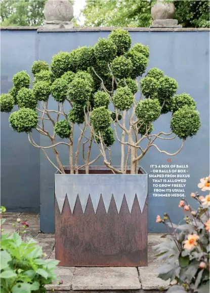  ??  ?? IT’S A BOX OF BALLS – OR BALLS OF BOX – SHAPED FROM BUXUS THAT IS ALLOWED TO GROW FREELY FROM ITS USUAL TRIMMED HEDGE.