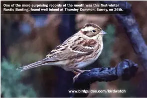  ??  ?? One of the more surprising records of the month was this first-winter Rustic Bunting, found well inland at Thursley Common, Surrey, on 26th.