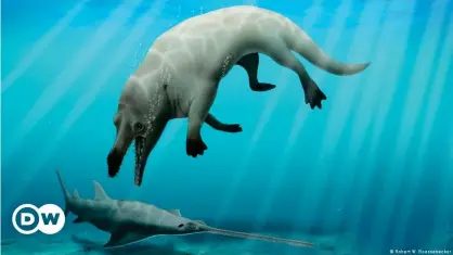  ??  ?? Una ilustració­n de la ballena caminante.