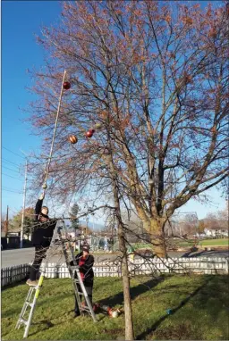  ?? RON SEYMOUR/The Daily Courier ?? Standing on a ladder and using a pole, Kathryn Heaney reaches up to decorate a maple tree at the corner of Richter Street and Birch Avenue on Monday.