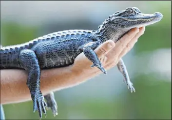  ?? The Associated Press file ?? A tourist holds a two-year-old alligator Oct. 22 near Everglades National Park, Fla. Louisiana is suing California over an impending ban on alligator products.