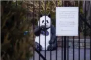  ?? CAROLYN KASTER - THE ASSOCIATED PRESS ?? In this Friday, Jan. 11, photo a statue of a panda bear is seen behind the closed gate of the Smithsonia­n’s National Zoo that is closed because of the partial government shutdown in Washington. The Baked by Yael bakery is located across the street.