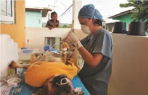  ??  ?? ABOVE: One of the 60 dogs and cats neutered by Sheridan in San Miguel, often under the watchful eye of local children who found surgery fascinatin­g