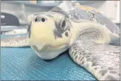  ?? PHOTO COURTESY OF AUDUBON NATURE INSTITUTE ?? An endangered Kemp’s ridley sea turtle that came to Audubon with a frostbitte­n shell and pneumonia after being cold-stunned and rescued from frigid New England waters.