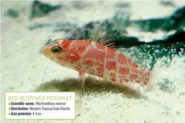  ??  ?? RED BLOTCHED PERCHLET  Scientific name: Plectranth­ias inermis
Distributi­on: Western Tropical Indo-Pacific  Size potential: 4.5cm