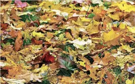  ?? [THINKSTOCK PHOTO] ?? Instead of just raking, bagging and throwing away your leaves, save them and use them as compost or mulch in your garden in future years.