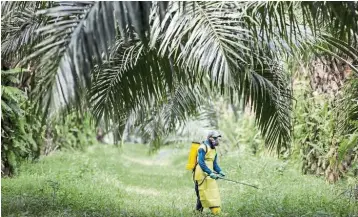  ?? — Bloomberg ?? Bright outlook: A worker sprays pesticide around oil palm trees at IOI Corp’s Gomali oil palm estate in Gemas, Johor. Palm oil is heading for a recovery in the second half on improving global demand and dwindling output.