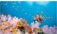  ?? FOTO: GETTY IMAGES/ACRO_PHUKET ?? Die Korallen der knapp 200 Kilometer nördlich von Phuket gelegenen Surin-Inseln sind noch intakt.