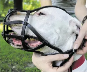  ?? BILD: SN/APA/ROBERT JAEGER ?? Ein Dogo Argentino mit Beißkorb.