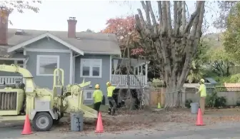  ??  ?? The District of Oak Bay says the party responsibl­e for poisoning a large chestnut tree on Beach Drive has agreed to pay $48,350 for the removal and replacemen­t of the damaged tree.