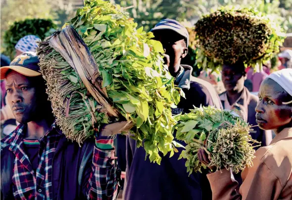  ??  ?? Le qat consommé à Mogadiscio pousse dans la région de Maua, sur les flancs du mont Kenya. Ci-dessus, les cultivateu­rs kényans apportent chaque jour leur récolte au marché d’Athiru Gaiti, où des négociants établissen­t le prix selon la qualité et la...