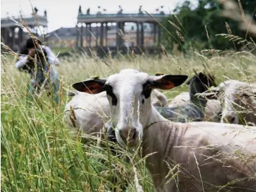  ?? Foto: dpa/Ralf Hirschberg­er ?? Die Schafe vor der Rückfront des Schlosses Sanssouci