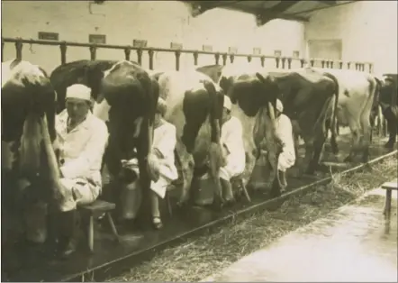  ?? Archives & Museums ?? This photograph is of Bass Rock Dairy and Poultry Farm, North Berwick, and shows cows being milked by hand. Automated milking parlours were a late-20th-century addition to most Scottish dairy farms. Hand milking was labour intensive, requiring a team of workers for herds of any size. The milk from this farm was sold in the district around North Berwick. David and William Wright owned Bass Rock Dairy and Poultry Farm from 1926 until the mid1970s. They both took an interest in farming affairs and served on public bodies; their father, Sir Robert Wright, had been founding principal of the West of Scotland College of Agricultur­e. All images courtesy of East Lothian Council