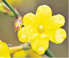  ??  ?? Winter jasmine is the odd one out of the genus, as most jasmines are scented