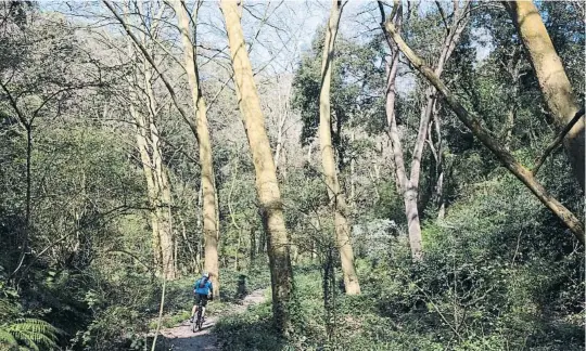  ?? MANÉ ESPINOSA ?? Un ciclista a la zona de la Font Groga, a Sant Cugat, en un dels paratges del parc natural