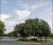  ?? STEPHEN SPILLMAN FOR AMERICAN-STATESMAN ?? Purple martins that failed to turn up at their usual roosts in Austin have been spotted in Round Rock. The Travis Audubon Society plans to start its Purple Martin Parties on Friday.