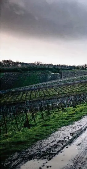  ??  ?? Les vignerons sont toujours plus nombreux à tester l’enherbemen­t sur leurs parcelles.