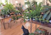  ?? PHOTOS BY RICHARD LANE/FOR THE REGISTER ?? Art Terrarium moved into the Highland Park neighborho­od in Des Moines earlier in 2023 with cacti, succulents, tropicals and more plants.
