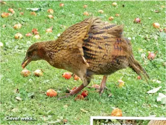  ??  ?? Clever weka...