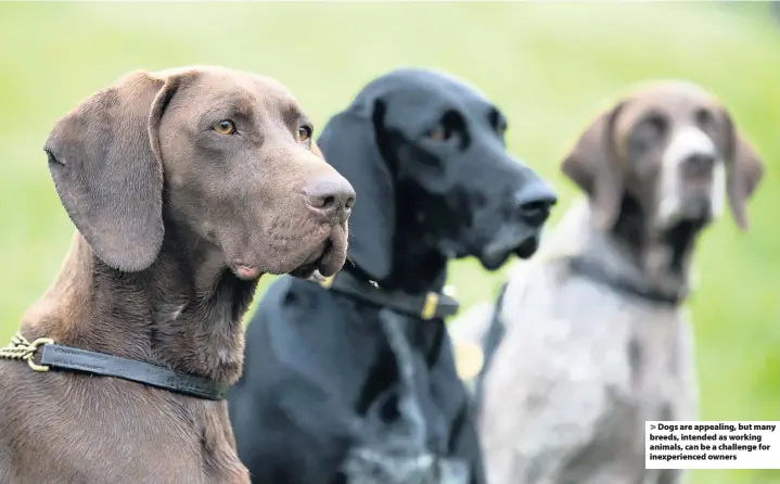  ??  ?? Dogs are appealing, but many breeds, intended as working animals, can be a challenge for inexperien­ced owners