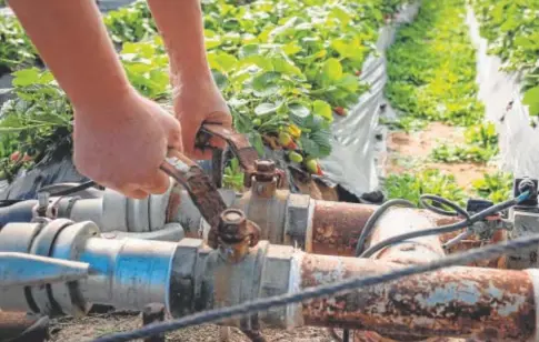  ?? ?? Finca de cultivo de fresas ubicada en la zona de regadío al norte de Doñana