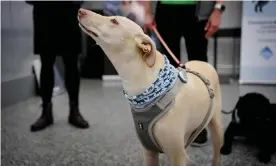  ??  ?? Kössi, a coronaviru­s sniffer dog, at Helsinki airport in Vantaa, Finland. Photograph: Antti Aimo-Koivisto/Lehtikuva/AFP/Getty Images