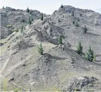  ?? PHOTO: ODT FILES ?? Wilding pines grow scattered on a hillside in Alexandra.