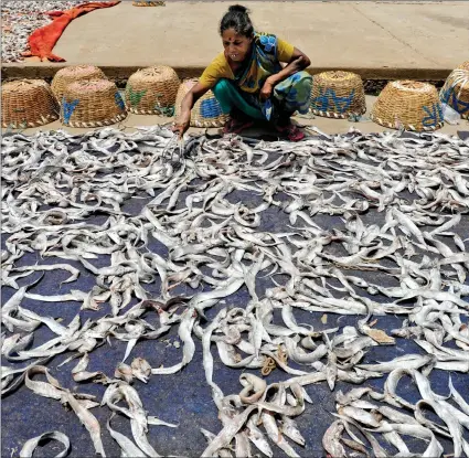  ??  ?? A labourer dries fish at the Kasimedu fishing harbour in Chennai on Saturday. AFP