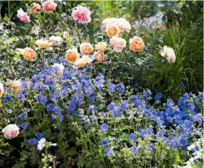  ??  ?? The rich, orange blooms of rose ‘Lady of Shalott’ are enhanced by the blues of hardy geraniums planted beneath.