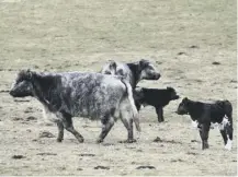  ??  ?? 0 Suckler herds are the ‘backbone’ of Scottish beef sector