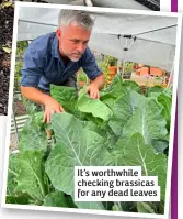  ?? ?? It’s worthwhile checking brassicas for any dead leaves