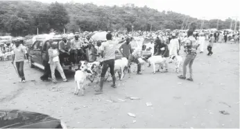  ?? Photo: Taiwo Adeniyi ?? Some ram sellers at a market at Gudu Roundabout, Abuja