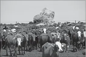  ?? KEVIN SUTHERLAND/BLOOMBERG ?? Cattle feed on straw in an open pen at the Bio2Watt (Pty) Ltd. renewable energy plant which converts biodegrada­ble waste to energy in Pretoria, South Africa.