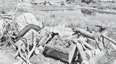  ??  ?? • Los troncos quedaron sobre la orilla de la vialidad; no hay planes de reforestac­ión.