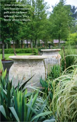  ??  ?? A line of statuesque urns lines the entrance path with the flower spikes of Yucca ‘Ivory Tower’ about to bloom.