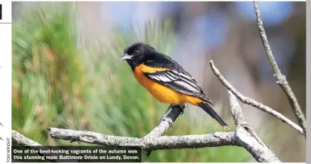  ?? ?? One of the best-looking vagrants of the autumn was this stunning male Baltimore Oriole on Lundy, Devon.