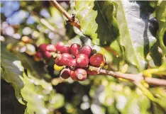  ?? Para Primera Hora / Alejandro Granadillo ?? PA’ COLAR. La cosecha del café se da entre septiembre a diciembre.