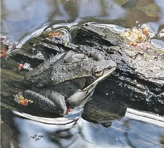  ?? BY PAM OWEN ?? A new video shows how to make a frog pond to attract anurans such as this wood frog.