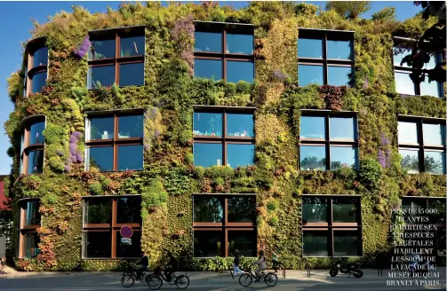  ??  ?? PRÈS DE 15 000
PLANTES RÉPARTIES EN 150 ESPÈCES VÉGÉTALES HABILLENT LES 800M2 DE LA FAÇADE DU MUSÉE DU QUAI BRANLY À PARIS.