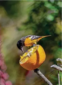 ?? Kathy Adams Clark / Contributo­r ?? Baltimore orioles will peck the flesh out of oranges that have been spiked on a branch or nailed to a tree.
