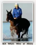  ?? Photo: Andrew Hens ?? SEA WALK: Winx at Altona Beach.