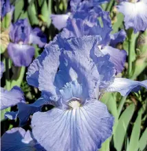  ??  ?? ‘Richmond Hills’ is a stunning blue bearded iris bred by Alison and David Nicoll. Below: keep lemon trees watered and mulch so they retain moisture.