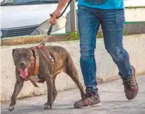  ?? VICTORIA VALTIERRA ?? Los perros agresivos se pueden convertir en un problema futuro