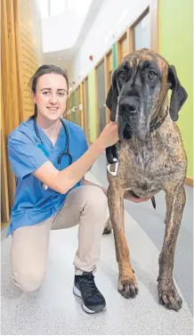  ?? Pictures: Mick McGurk/SNS. ?? Laura’s love of animals has driven her to gain her veterinary degree and pursue her dream career.